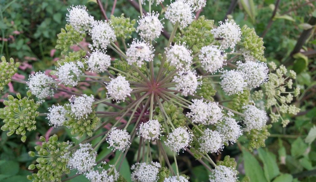 Angelica sylvestris